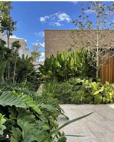 an outdoor area with lots of plants and trees