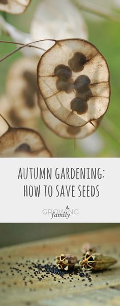 the words autumn gardening how to save seeds on top of an image of seed pods