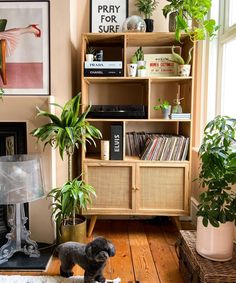 a dog is standing in front of a bookshelf filled with plants and records