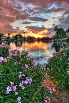 the sun is setting over a lake with pink flowers in front of it and palm trees