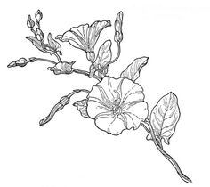 a drawing of a flower on a white background