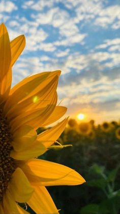 a sunflower in the foreground with a blue sky and clouds behind it