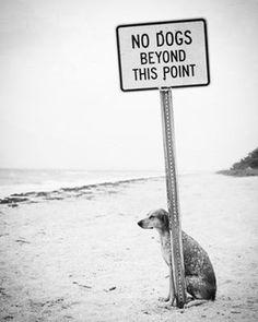 a dog sitting next to a sign that says no dogs beyond this point on the beach