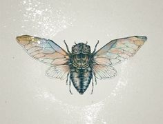 a drawing of a fly insect on a white background with watercolor stains and spots