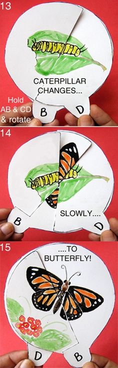 the butterfly life cycle is shown in three different stages, with instructions to make it