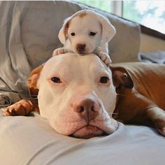 two dogs laying on top of each other