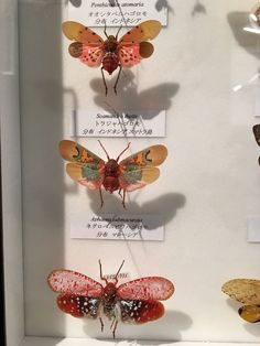 four butterflies are displayed in a glass case with labels on them that read, moths