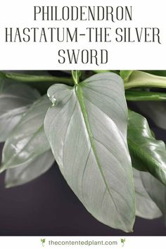 The Philodendron Hastatum (also knows as the Philodendron Silver Sword) is an attractive plant with elongated leaves that are tinged blue or silvery green. Philodendron Hastatum, Get Rid Of Aphids, Houseplant Collection, Low Light House Plants, Plant Care Guide, Orchid Bark