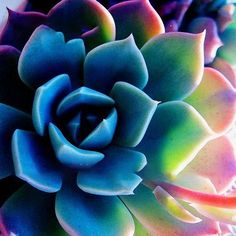 a colorful succulent plant is shown in close up