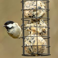 a bird is eating from a feeder with donuts