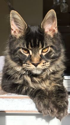 a cat sitting on top of a window sill looking at the camera with one eye open