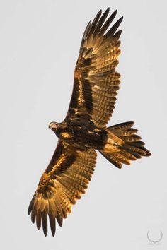 a large bird flying through the air with it's wings spread