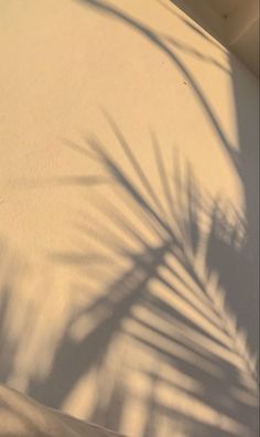 the shadow of a palm tree on a bed