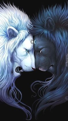 two white lions facing each other with their heads close to one another's face