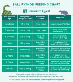 a table with information on how to use the ball python feeding chart