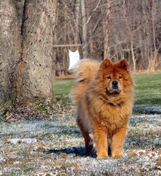 a large brown dog standing next to a tree