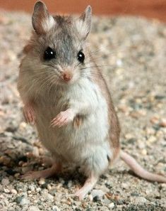 a small rodent standing on its hind legs in the gravel looking at the camera