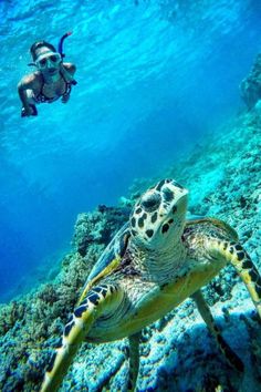 a man snorgles over a turtle in the ocean with his scuba gear on