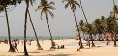 palm trees line the beach as people walk by