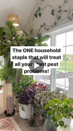 the one household staple that will treat all your ant pest problems is now on display