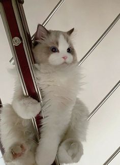 a white cat with blue eyes is hanging upside down