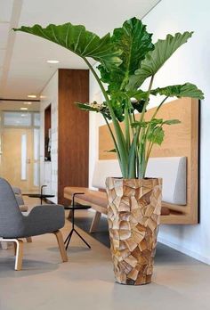 a large plant in a wooden vase on the floor next to a chair and table