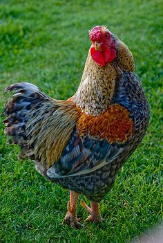 a colorful rooster standing on top of a lush green field