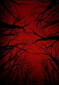 the silhouettes of trees against a dark red sky with no leaves on them,