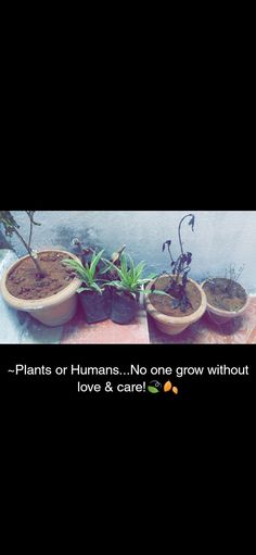 there are three pots with plants in them on the ground and one is saying planters or humans, no one grow without love & care