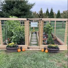 an outdoor vegetable garden with several plants in pots and fenced in area behind it