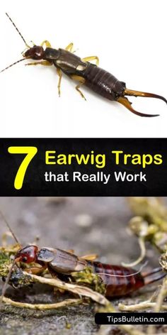 the top five earwig traps that really work in your garden or yard, and how to get rid from them