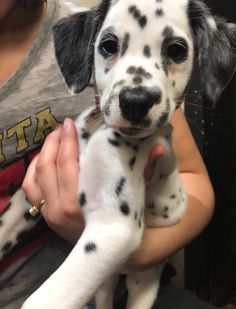 a woman holding a dalmatian puppy in her arms