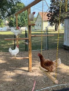 several chickens in a chicken coop on a swing