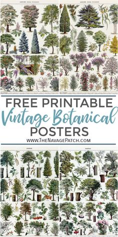 the vintage botanical poster is shown with trees and plants in different sizes, colors, and shapes