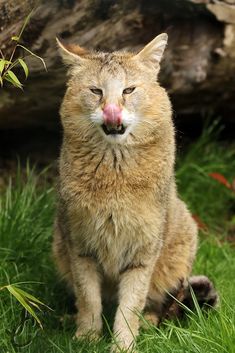 a cat sitting in the grass with its tongue out