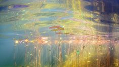 an underwater scene with grass and flowers in the foreground, under water on a sunny day