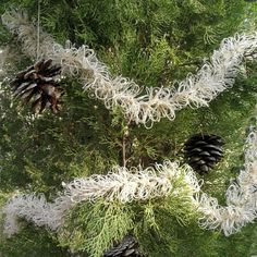 pine cones and needles are hanging from the branches of a fir tree with white yarn on them