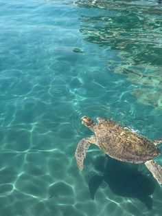 a turtle swimming in the clear blue water