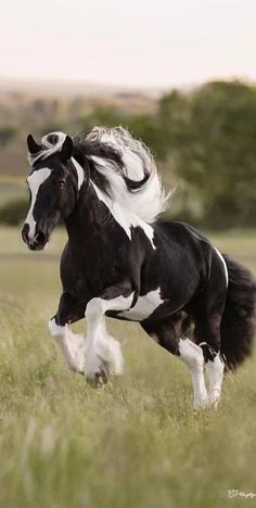 a black and white horse is running through the grass