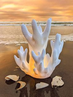 some white corals and seashells on the beach