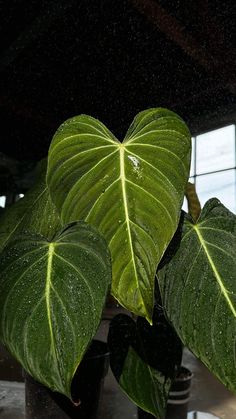 a large green leafy plant sitting on top of a black pot filled with water