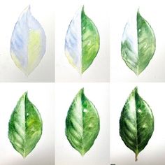 four different leaf shapes are shown in this drawing class project, each showing the same green and white leaves