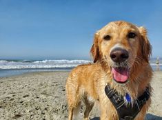 Dog-Friendly Beaches on the East Coast:
The beach is a classic summer destination that's even better with your dog by your side! While not all beaches are dog-beaches are dog-friendly, our list below covers East Coast beaches where dogs are allowed year-round. To avoid overheating, mornings and evenings....Read More↓↓
.
https://ow.ly/9Jyh50Sh445
.
#LancasterPuppies
https://ow.ly/97nv50Sh444 Dog Friendly Vacation, East Coast Beaches, Dog Friendly Beach, Michigan Beaches, Animal Projects, Dog Beach