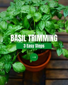 basil growing in a pot with the words basil trimming 3 easy steps on it