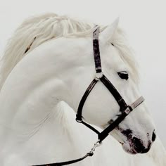 a white horse wearing a black bridle