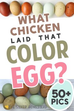 what chicken laid that color egg?