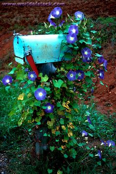 a mailbox with blue flowers growing out of it