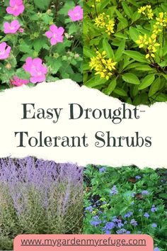 different types of flowers and plants with text overlay that says easy brought tolerant shrubs