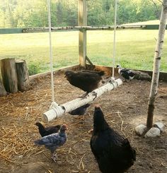 three chickens are standing around in their pen