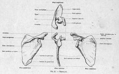 an old diagram shows the different parts of the human body